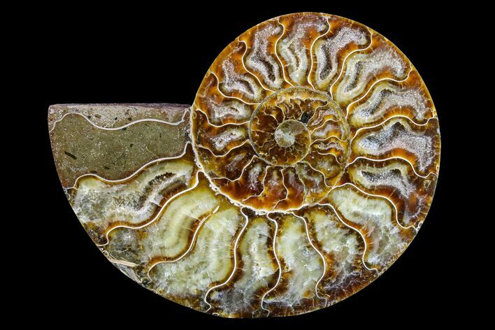 Cut & Polished Ammonite Fossil (Half) - Madagascar #158062